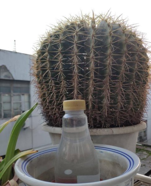 金虎仙人球开花吗