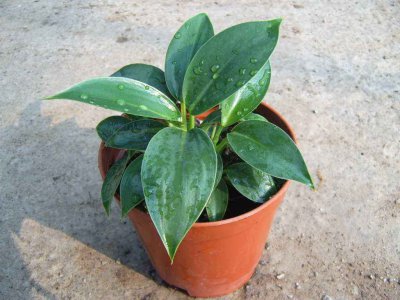 金钻花适合室内养吗 净化空气吸甲醛最好的植物排名