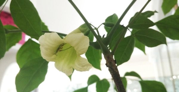幸福树开花寓意着什么