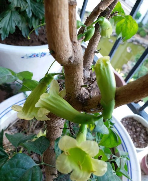 幸福树开花寓意着什么