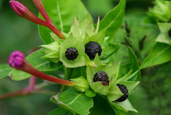 紫茉莉几点开花
