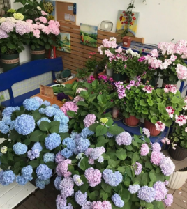 绣球花喜欢阳光还是阴凉的 家里养绣球花的方法