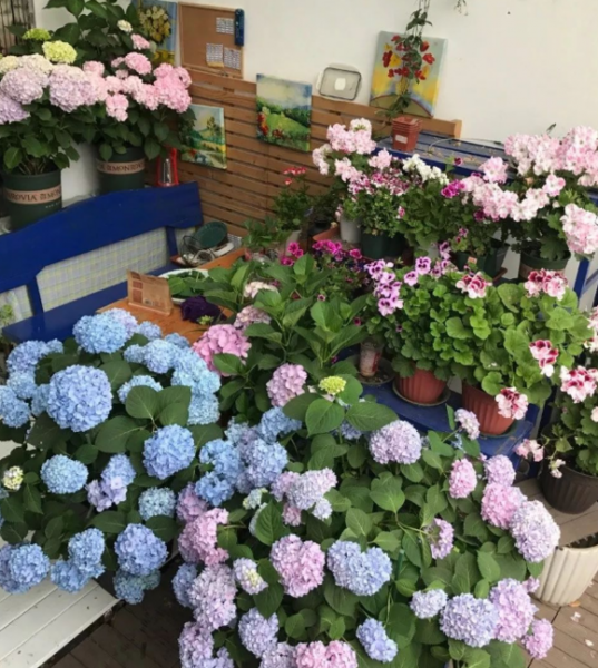 绣球花喜欢阳光还是阴凉的
