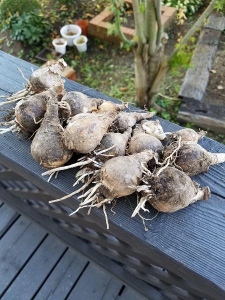 洋水仙种球怎么种植的