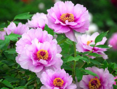 牡丹花几点开花 菏泽牡丹花最佳观赏时间