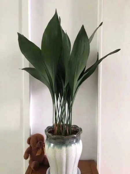 一叶兰的寓意与风水