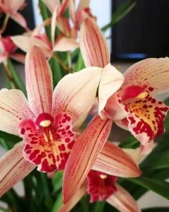 兰花几月开放 了解兰花的品种