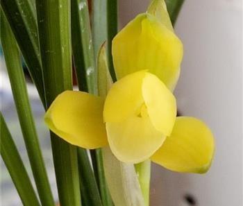 兰花几月开放