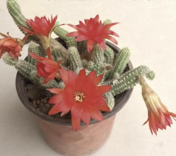 仙人指怎么养才能开花