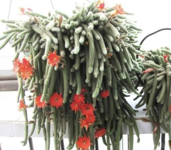 仙人指怎么养才能开花
