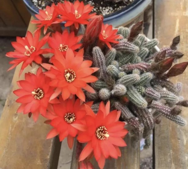 仙人指怎么养才能开花