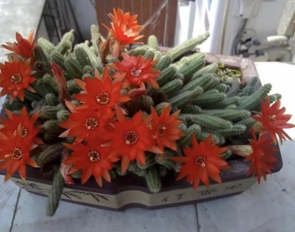 仙人指怎么养才能开花