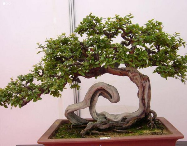 胡椒木有风水禁忌吗