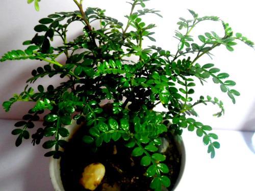 胡椒木有风水禁忌吗