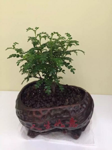 胡椒木有风水禁忌吗