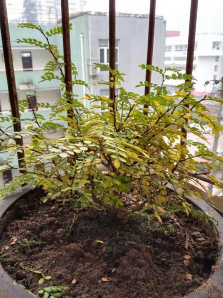 胡椒木有风水禁忌吗
