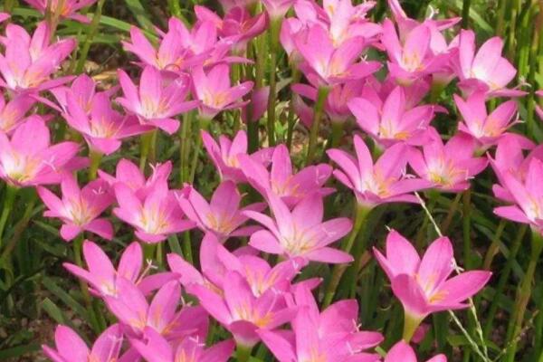 韭兰一年开几次花期