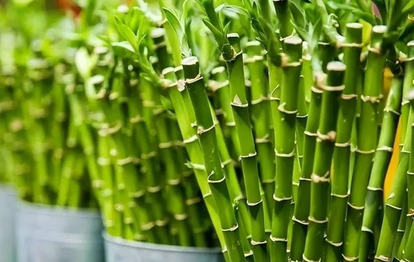 薄荷可以放在卧室吗