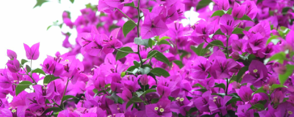 三角梅的花期怎样浇水