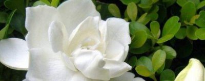 栀子花喜阴还是喜阳 教你正确养护栀子花