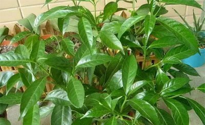 夜来香养殖方法注意事项 分享夜来香盆栽种植技巧