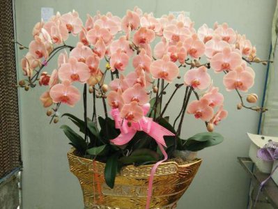 蝴蝶兰花期什么时候开花 分享蝴蝶兰的花期养护技巧