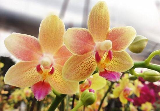 蝴蝶兰花期什么时候开花