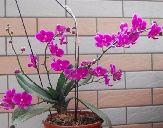 蝴蝶兰花期什么时候开花