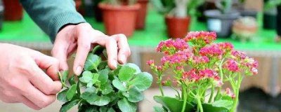 长寿花开花后怎么修剪 长寿花老桩的修剪方法图解