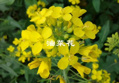 油菜花什么时候开花 油菜花种植方法和时间