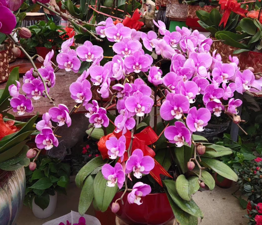 蝴蝶兰花期过后花茎怎么处理