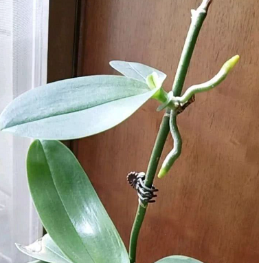 蝴蝶兰花期过后花茎怎么处理