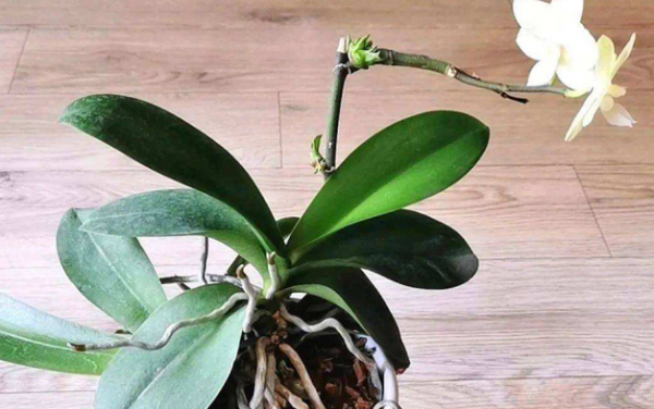 蝴蝶兰花期过后花茎怎么处理