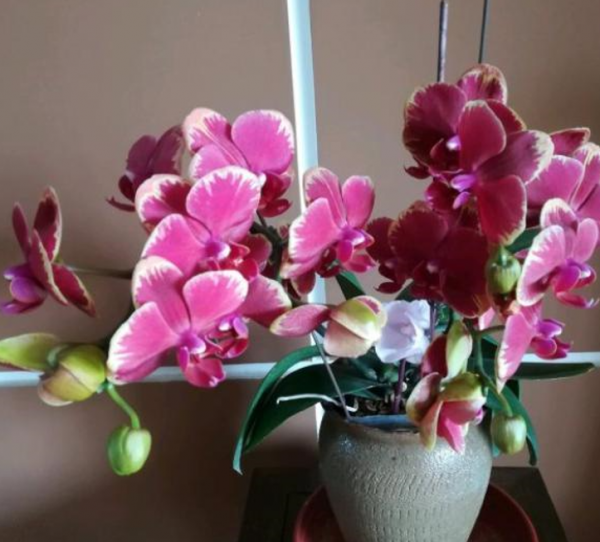 蝴蝶兰花期过后花茎怎么处理