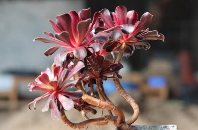 北方家庭养花常见品种有哪些 常见盆栽植物名称