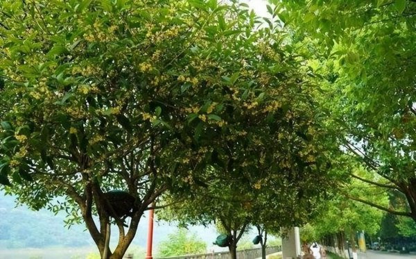 桂花树为什么不能栽在家里