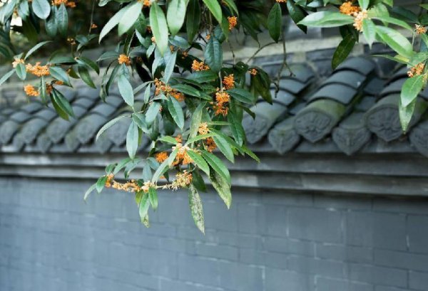 桂花树为什么不能栽在家里