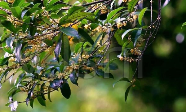桂花树为什么不能栽在家里