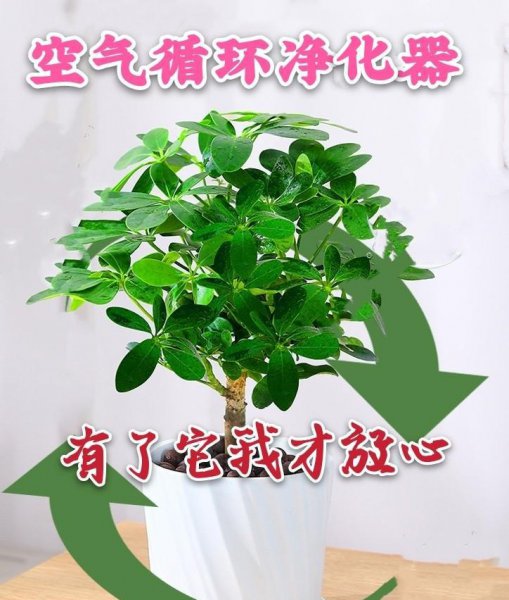 鸭掌木的扦插方法季节