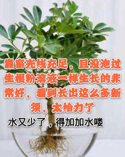 鸭掌木的扦插方法季节