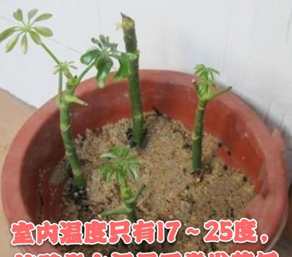 鸭掌木的扦插方法季节