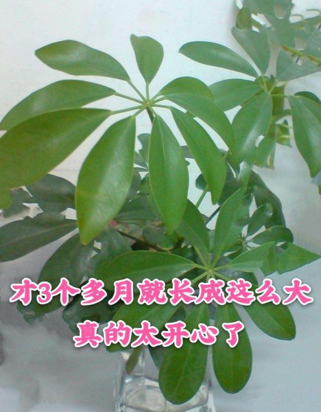 鸭掌木的扦插方法季节