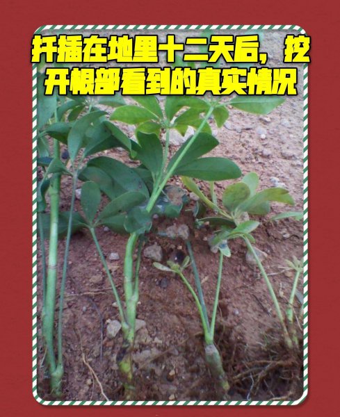 鸭掌木的扦插方法季节