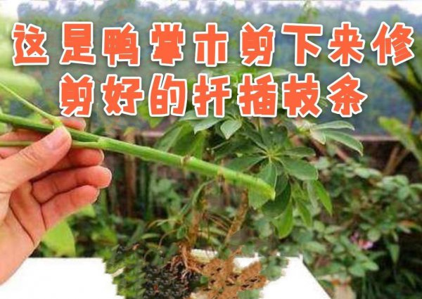 鸭掌木的扦插方法季节