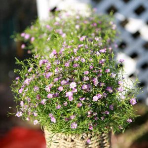 满天星的花期是多久 介绍满天星各种颜色花语
