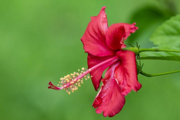 扶桑花的寓意和象征