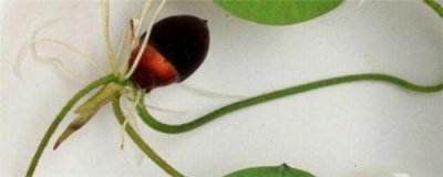 碗莲水培方法及流程 关于碗莲无土种植方法图解