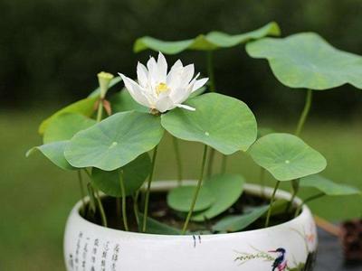 碗莲水培方法及流程