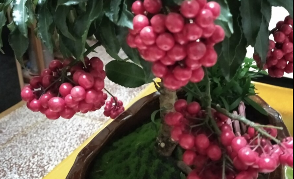 金玉满堂花怎么养教程