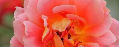 月季不开花什么原因造成的 关于月季花修剪的方法